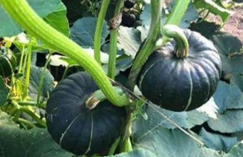 爱可可网红吃瓜图片大全,爱可可图片大全里的趣味时光  第1张