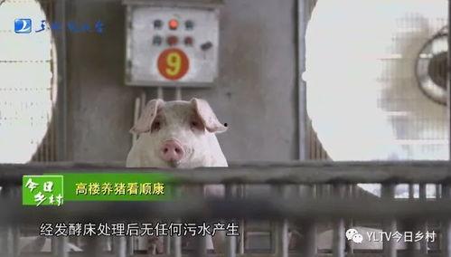 袁湘南猪场爆料视频,揭开养殖业的惊人内幕 第1张 袁湘南猪场爆料视频,揭开养殖业的惊人内幕 第1张